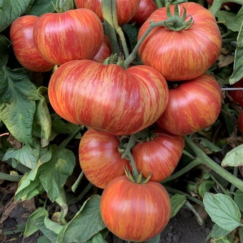 Tomatensamen usa - (7+samen);,