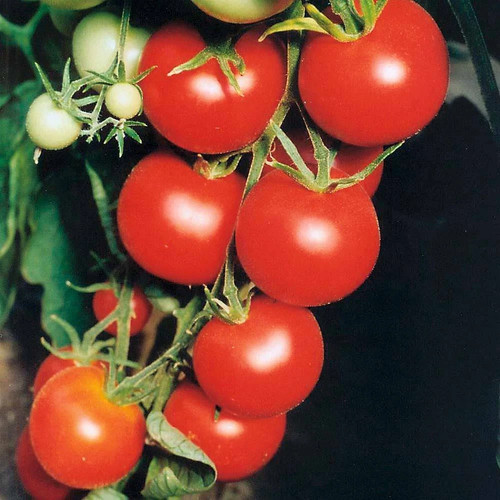 Tomate tamina hochwertiges - tamina,