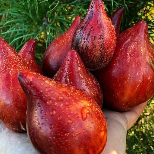 Tomatensamen russischen - tomatensamen,