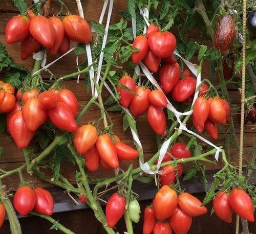 Tomatensamen lady madonna - lady,