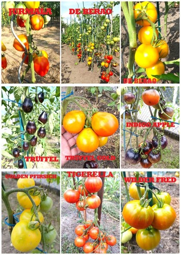Tomaten samen set - tomaten, set,