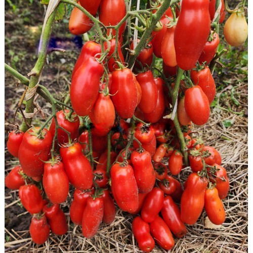 Samen tomate drova - samen,