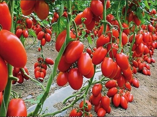 Tomaten samen emma - tomaten, "emma