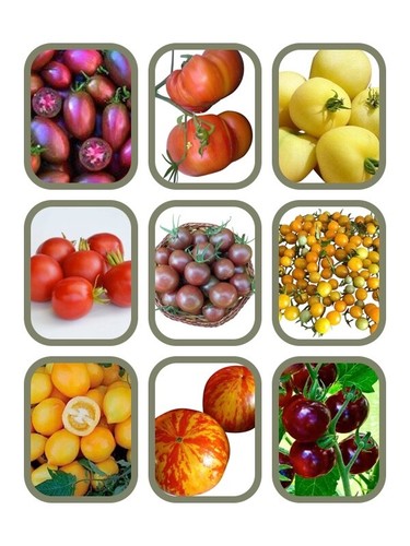 Tomaten samen set 6 sorten - samen,