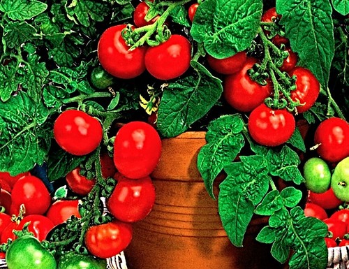 Samen cherrytomate balkon - cherrytomate,,