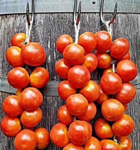 Ramallet tomate samen - tomate, alte