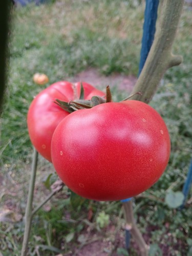 Tomatensamen new yorker 16 - yorker",