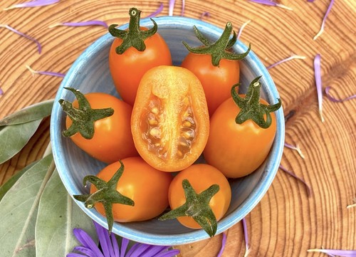 Datlo orange cocktailtomate - datlo,