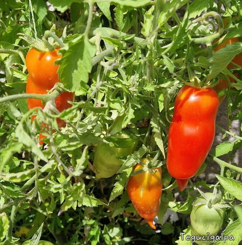 Tomate tegucigalpa samen - 10,