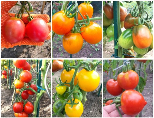Tomatensamen fleischtomaten - tomatensamen,