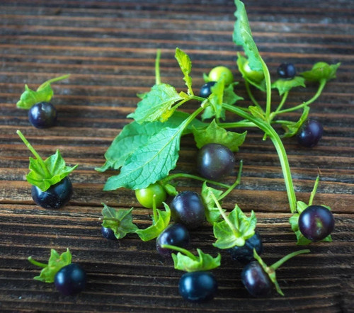 Samen schwarze tomate die - samen,