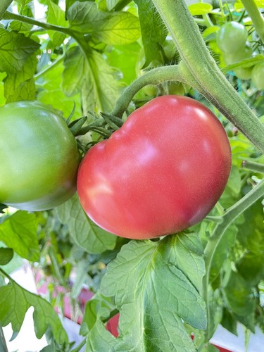 Schlesische himbeere - schlesische,