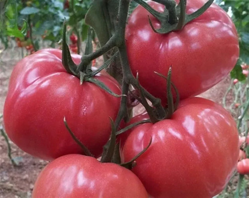 Tomatensamen - , (7+