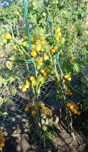Tomatensamen cherry - tomatensamen,