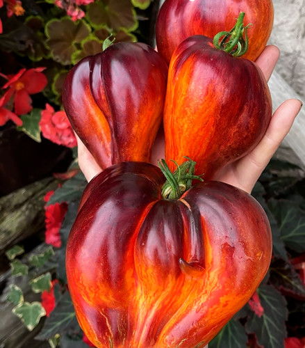 Samen tomate sweet caramel - samen,