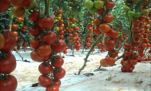 Rote tomatenbündel samen - rote, 50