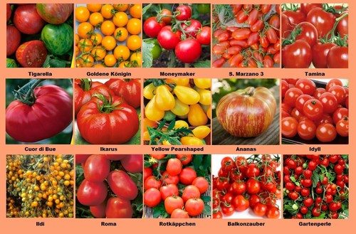 Tomatensamen set sorten - 15,