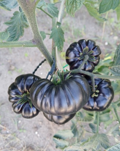 Tomatensamen schwarz black - schwarz, "black
