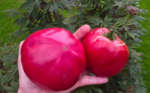 Minusinez tomatensamen 2026 - minusinez,
