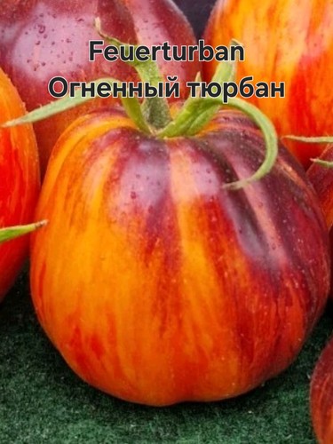 Tomatensamen feuerturban - tomatensamen,