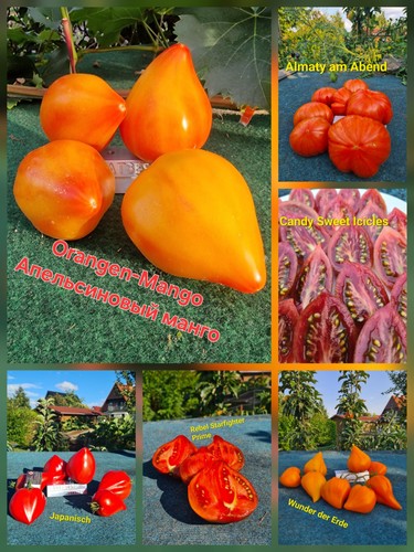 Tomaten set sorten - 6,