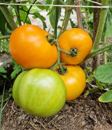 Tomatensamen fleischtomate - tomatensamen,