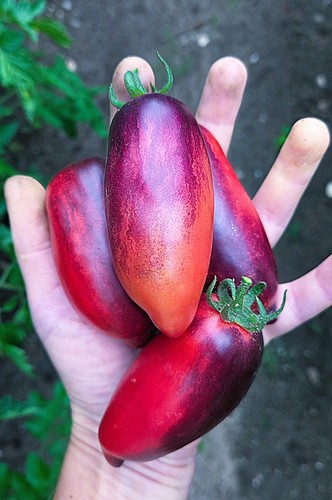 Slivka gurman tomaten - gurman, 2026