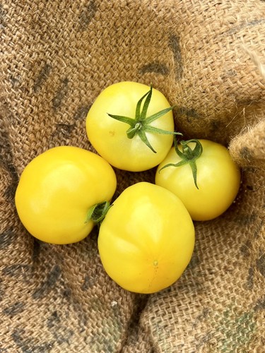 New sun gelbe buschtomate - new,