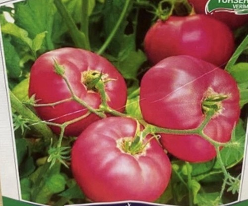Tomatensamen große rote