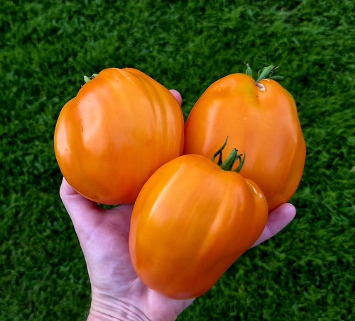 Herz von aschgabat orange - herz,