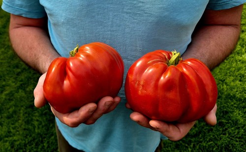 Inima bou tomatensamen - bou,