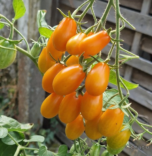 Tomate ormato samen - 10,