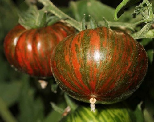 Chocolate striped beefsteak - beefsteak,