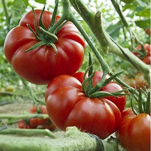 10x tomatensamen marmande - 🍅,