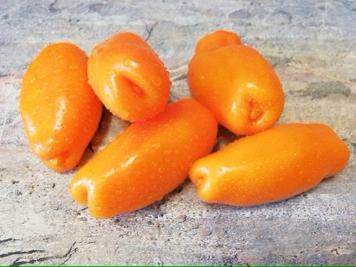 Tomate zigalo orange - tomate,