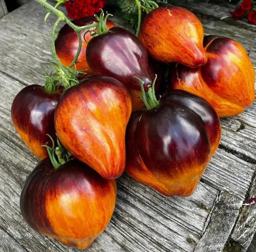 Tomatensamen russischen - tomatensamen, (8+);