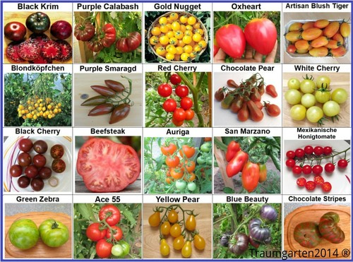 Tomaten set tomatensamen - 1:,