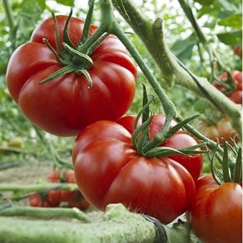 100 samen marmande - tomate,