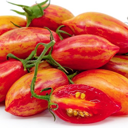Tomate artisan pink tiger - tiger, 10