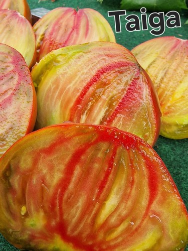 Tomatensamen taiga тайга - tomatensamen,