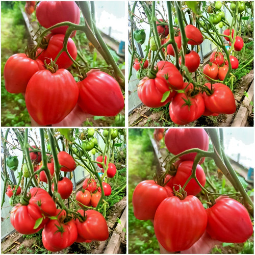 Сахарная