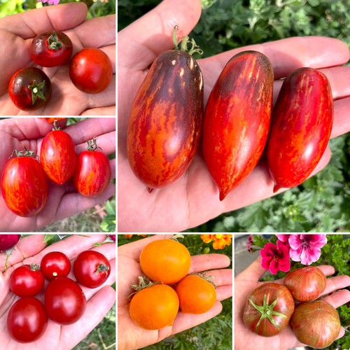 Tomatensamen - 🍅,