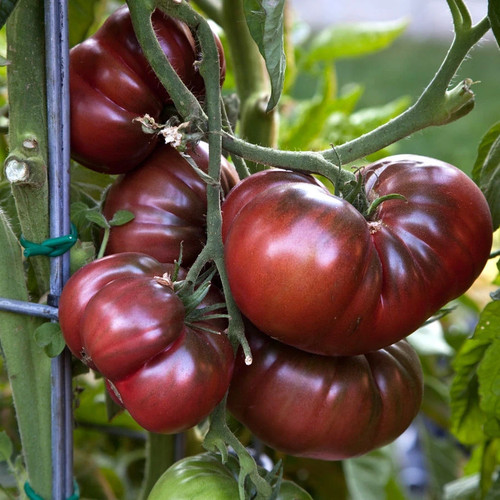 Tomate black krim - tomate, –