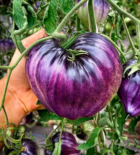 Samen tomate sgt - samen,