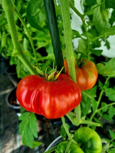 Tomate schlesische himbeere - schlesische, 10