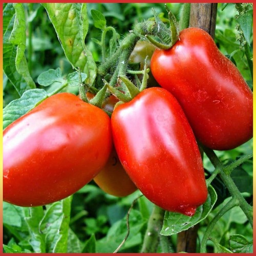 Türkische tomate bursa - türkische,