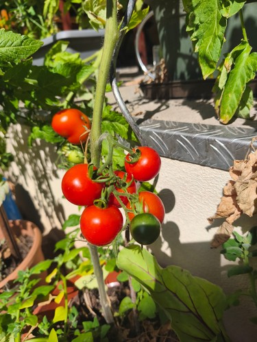 Tomatensamen ruthje rote - 10, "ruthje"rote