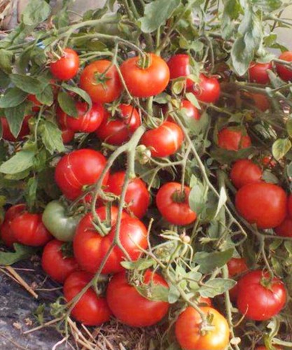 Tomatensamen buschtomate - tomatensamen,