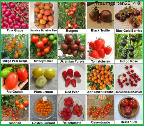 Tomate set tomatensamen 20 - 2:,