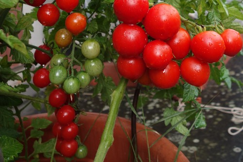 Köstlich tomate ruthje - köstlich!,